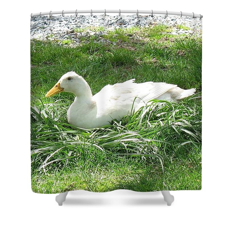 Animals Shower Curtain featuring the photograph This is my spot by Ed Smith