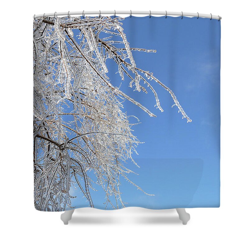 This Willow Don't Bend Shower Curtain featuring the photograph This Willow Don't Bend by Susan Duda