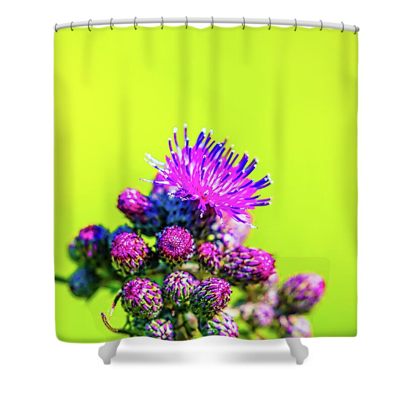 Flower Shower Curtain featuring the photograph Thistle June 2016. by Leif Sohlman