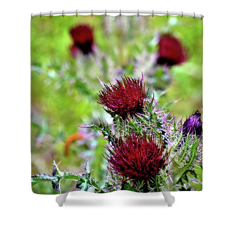 Thistle Shower Curtain featuring the photograph Thistles Vertical by Tara Potts