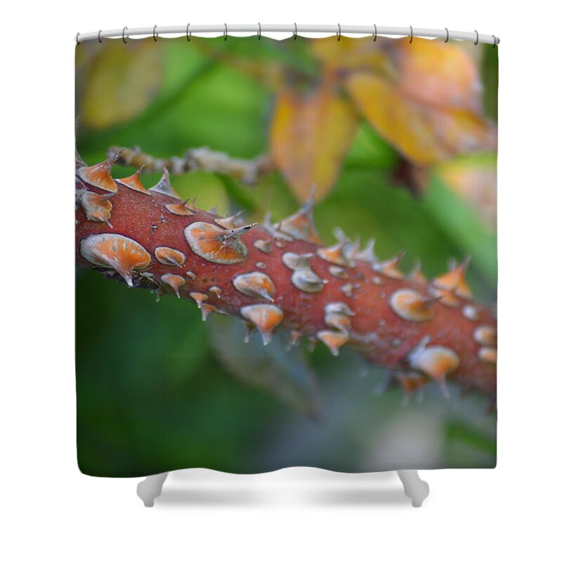 Plant Shower Curtain featuring the photograph Thorns by Talia Misner