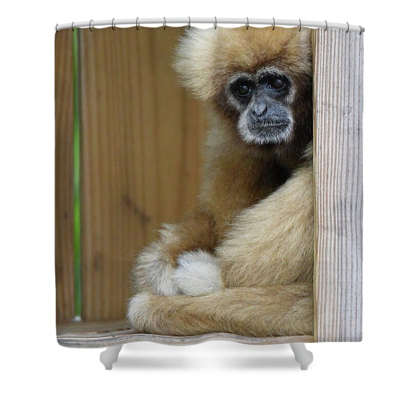 Monkey Shower Curtain featuring the photograph Thoughtful by Artful Imagery