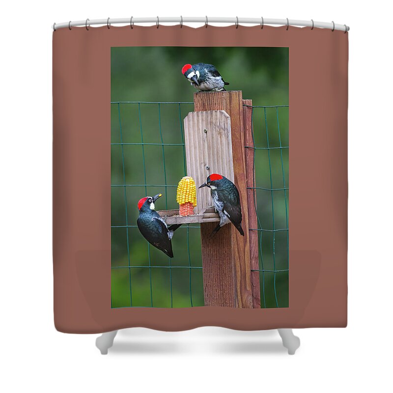 Mark Miller Photos Shower Curtain featuring the photograph Three Backyard Woodpeckers by Mark Miller