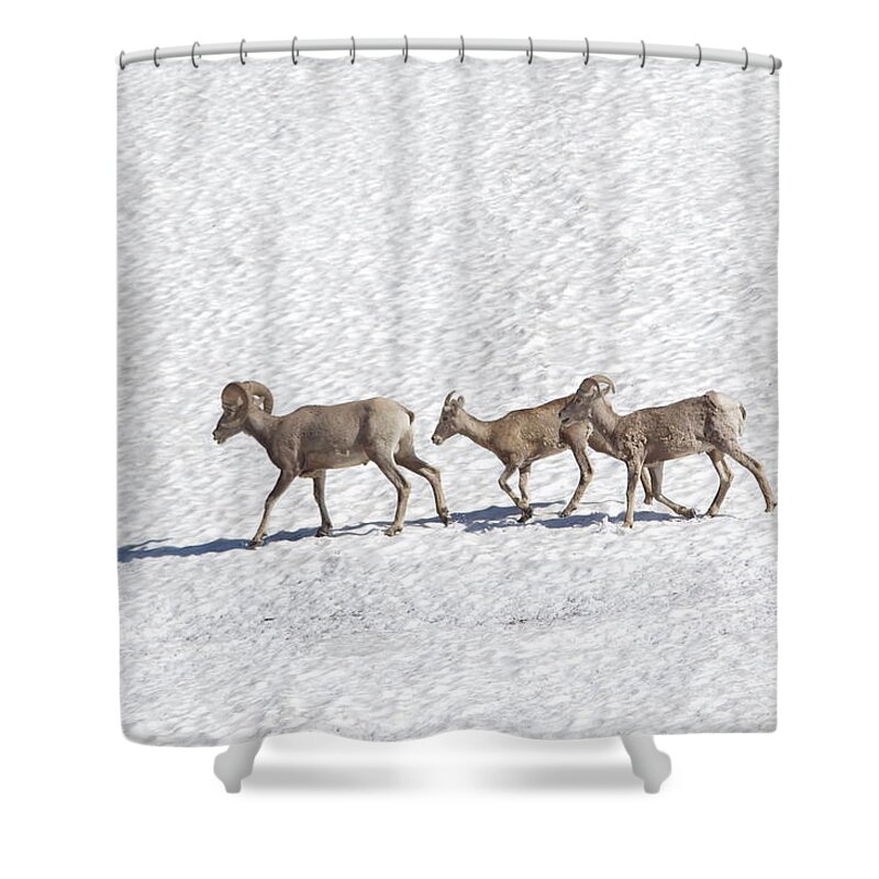 Animal Shower Curtain featuring the photograph Three bighorn sheep walking across a snowfield by Jeff Swan