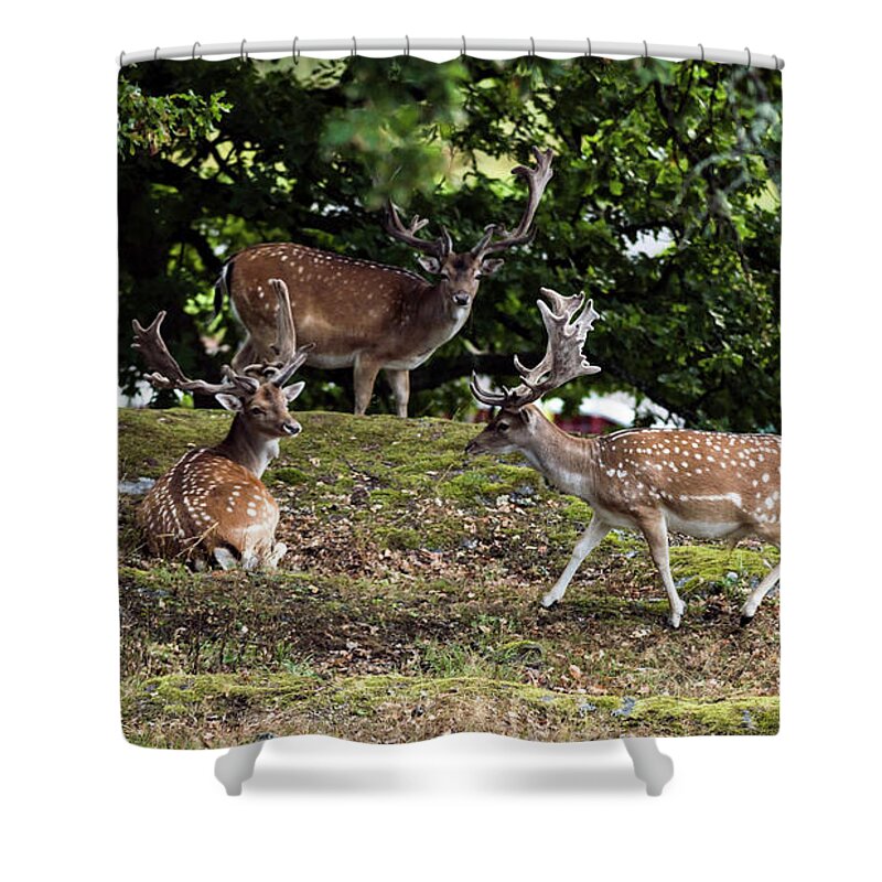 Three Fallow Deer Bucks Shower Curtain featuring the photograph Three Bucks by Torbjorn Swenelius