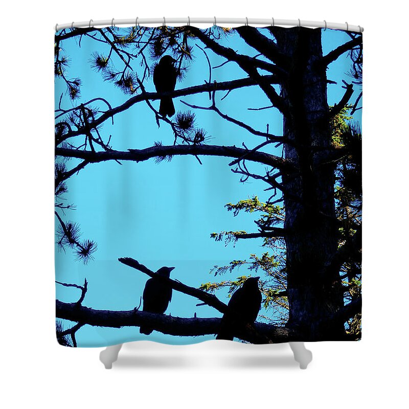 Crow Shower Curtain featuring the photograph Three Crows in a Tree by Celtic Artist Angela Dawn MacKay