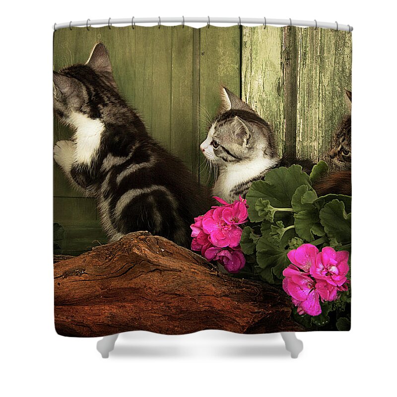 Kitten Shower Curtain featuring the photograph Three Cute Kittens Waiting At The Door by Ethiriel Photography