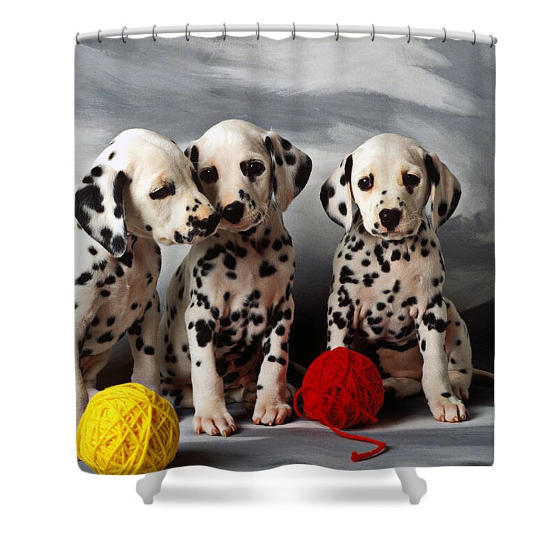 Dalmatian Puppies Three Puppy Dalmatians Pet Pets Animal Animals Dog Dogs Doggy Sit Sits Sitting Young Pedigree Canine Domestic Domesticated Purebred Purebreed Breed Gray Background Vertical Color Colour Colors Canines Calm Cute Hound Hounds Innocence Spot Spots Companionship Together Togetherness Shower Curtain featuring the photograph Three Dalmatian puppies by Garry Gay