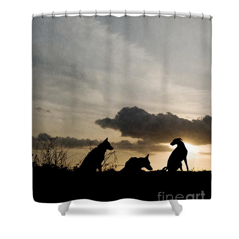 Dog Shower Curtain featuring the photograph Three dogs at sunset by Clayton Bastiani