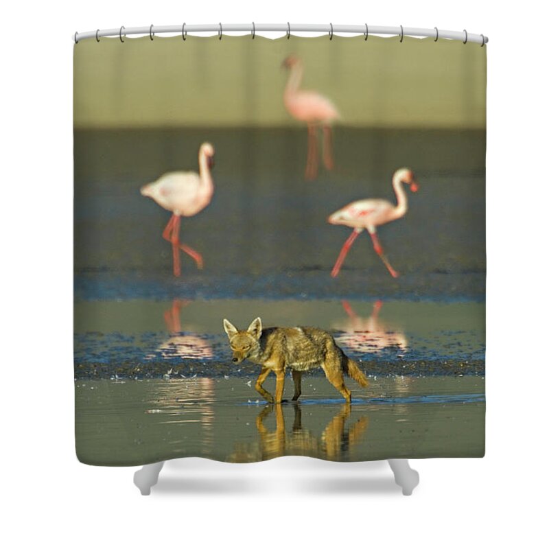 Adult Shower Curtain featuring the photograph Three flamingos and a Golden jackal, Canis aureus, walking in water, Tanzania by Panoramic Images