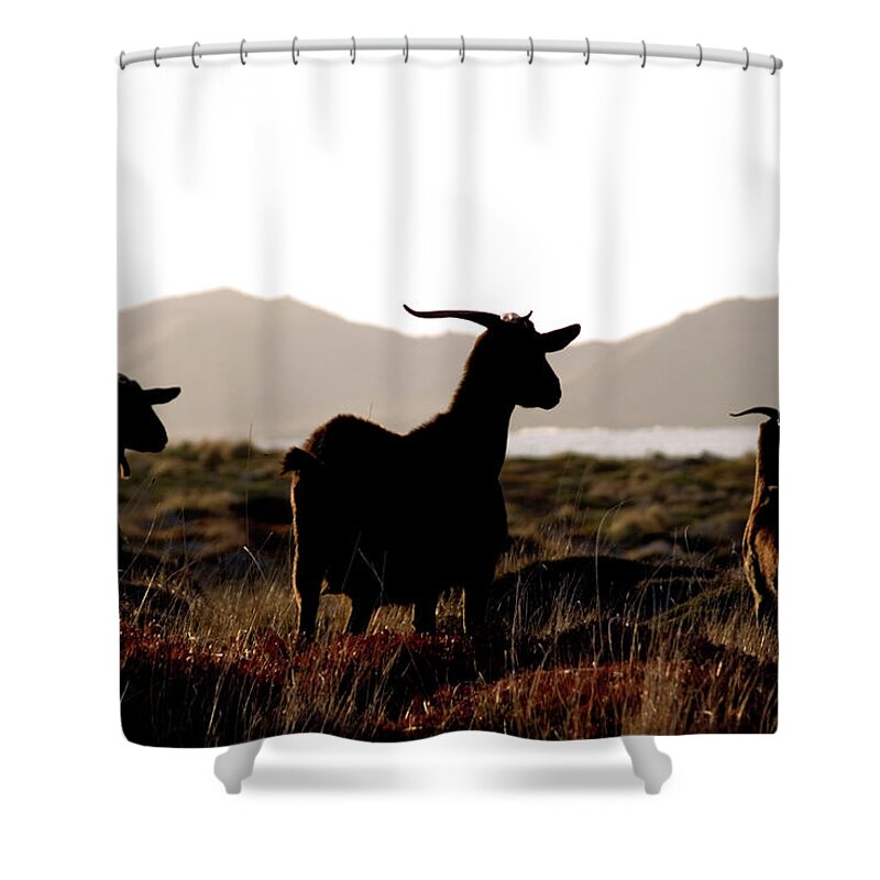 Goat Shower Curtain featuring the photograph Three Goats by Pedro Cardona Llambias