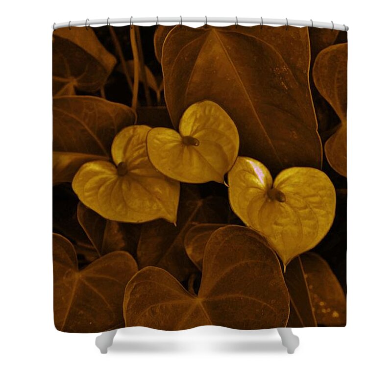 Anthurium Shower Curtain featuring the photograph Three Hearts in Brown by Craig Wood
