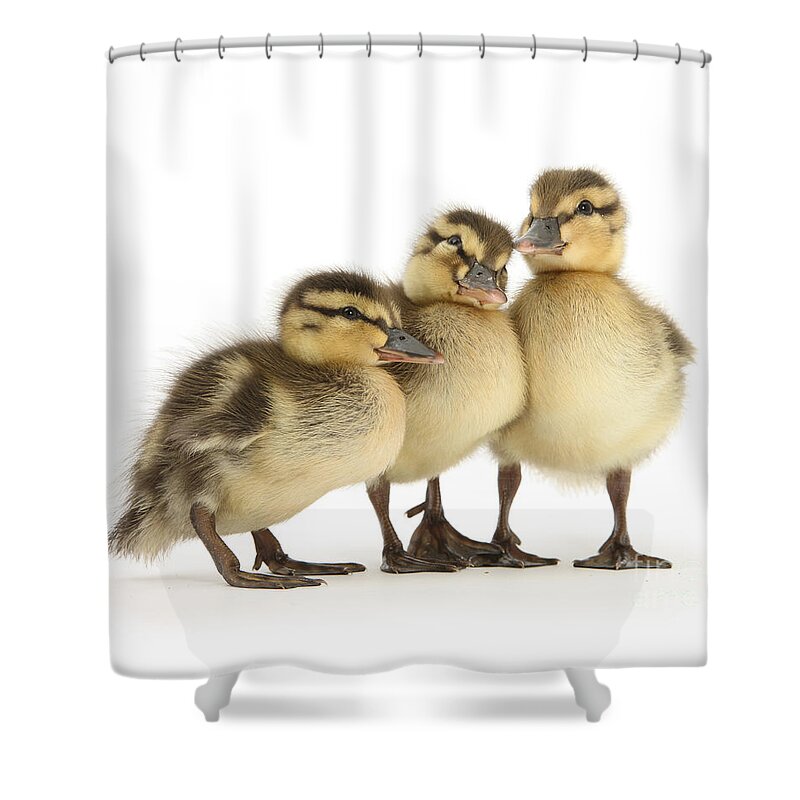 Three Mallard Shower Curtain featuring the photograph Three little ducklings by Warren Photographic