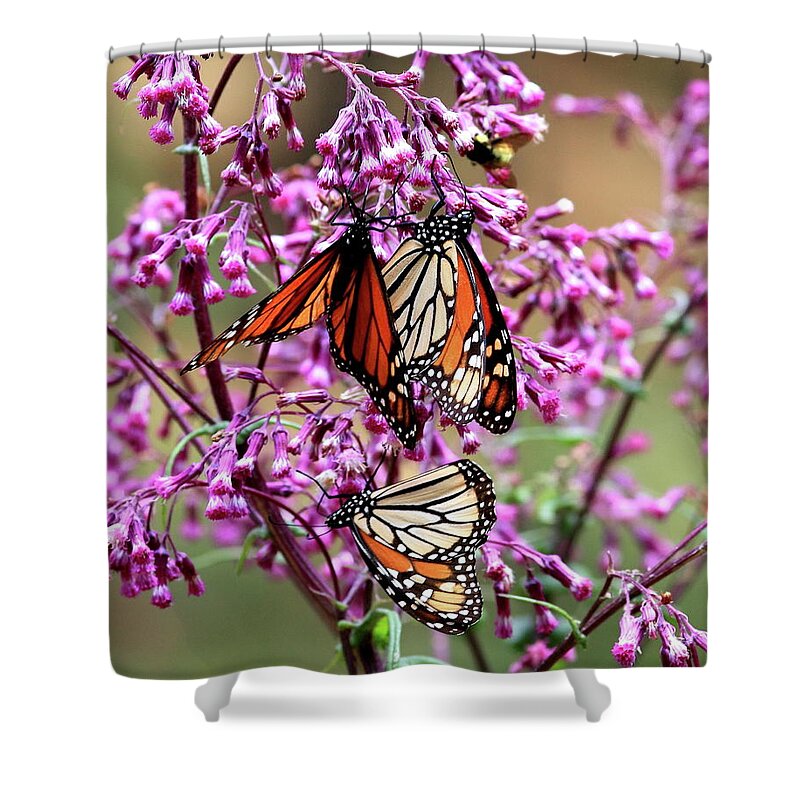 Nature Shower Curtain featuring the photograph Three Monarch Butterflies by Robert McKinstry