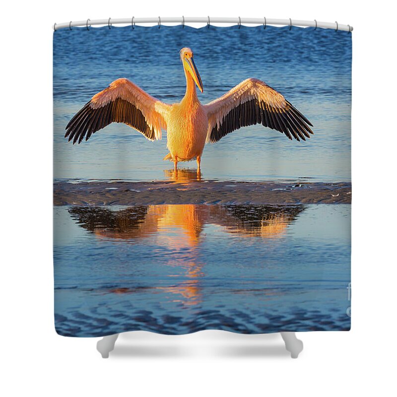 Africa Shower Curtain featuring the photograph Three Pelicans by Inge Johnsson