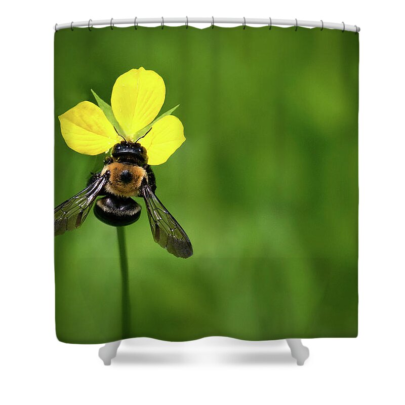 Bee Shower Curtain featuring the photograph Three Petal Bee by Art Cole