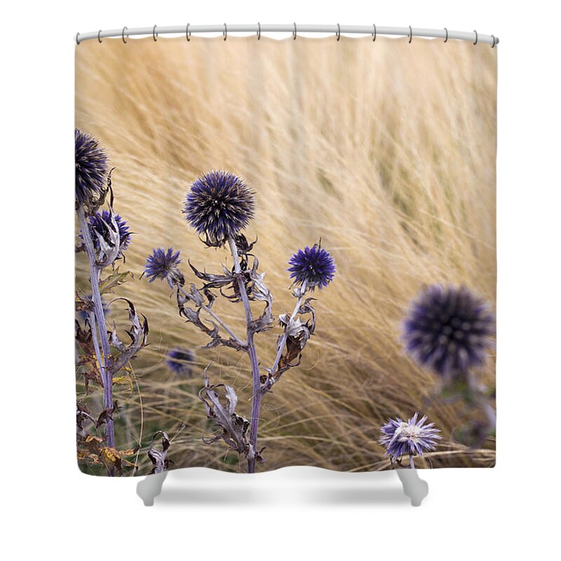 Dry Flowers Shower Curtain featuring the photograph Three purple echinops by Helga Novelli