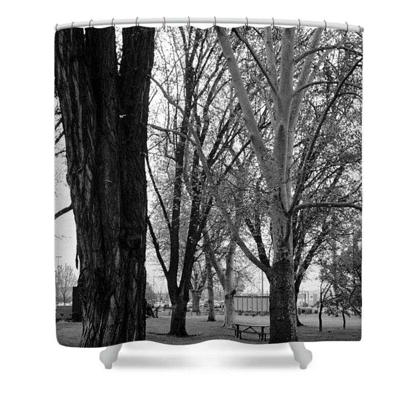 Black Shower Curtain featuring the photograph Three trees by Teri Schuster
