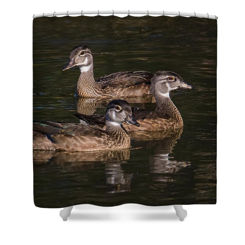 Duck Shower Curtain featuring the photograph Three Wood ducks by Kevin Giannini