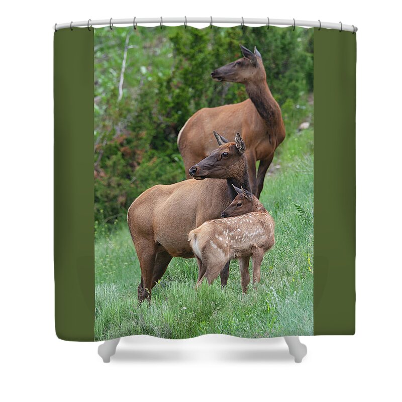 Mark Miller Photos Shower Curtain featuring the photograph Threesome Elk by Mark Miller