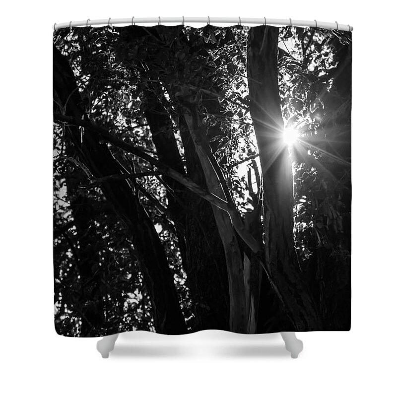 Trees Shower Curtain featuring the photograph Through The Trees by Holden The Moment