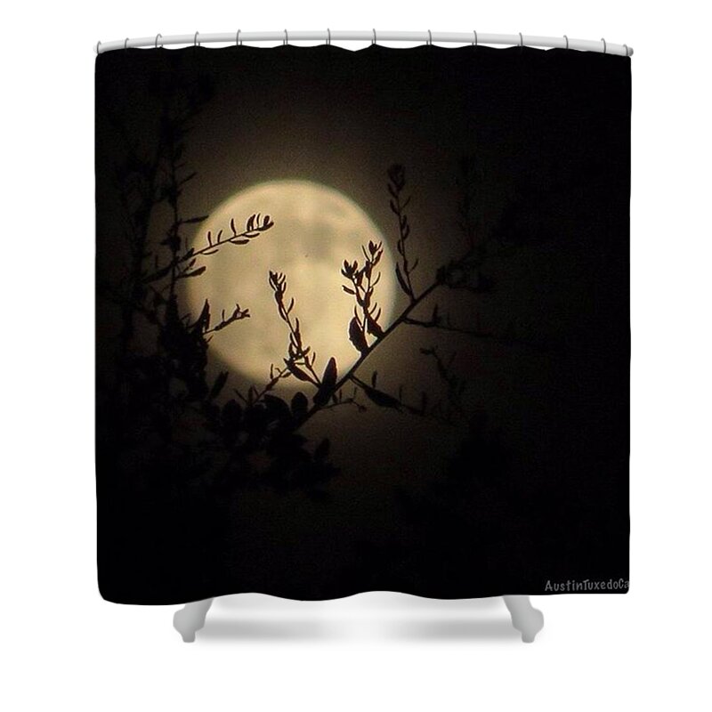 Atmosphere Shower Curtain featuring the photograph #throwback To Last #night's #moonshine by Austin Tuxedo Cat