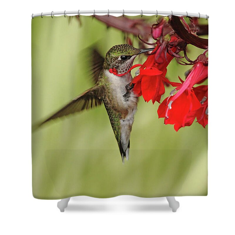 Hummingbird Shower Curtain featuring the photograph Tickle Me Red by Debbie Oppermann