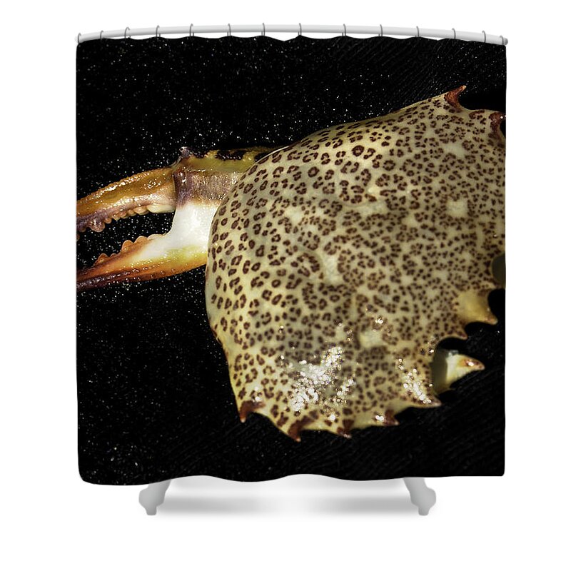 Atlantic Ocean Shower Curtain featuring the photograph Tidal Monster by Jim Moore