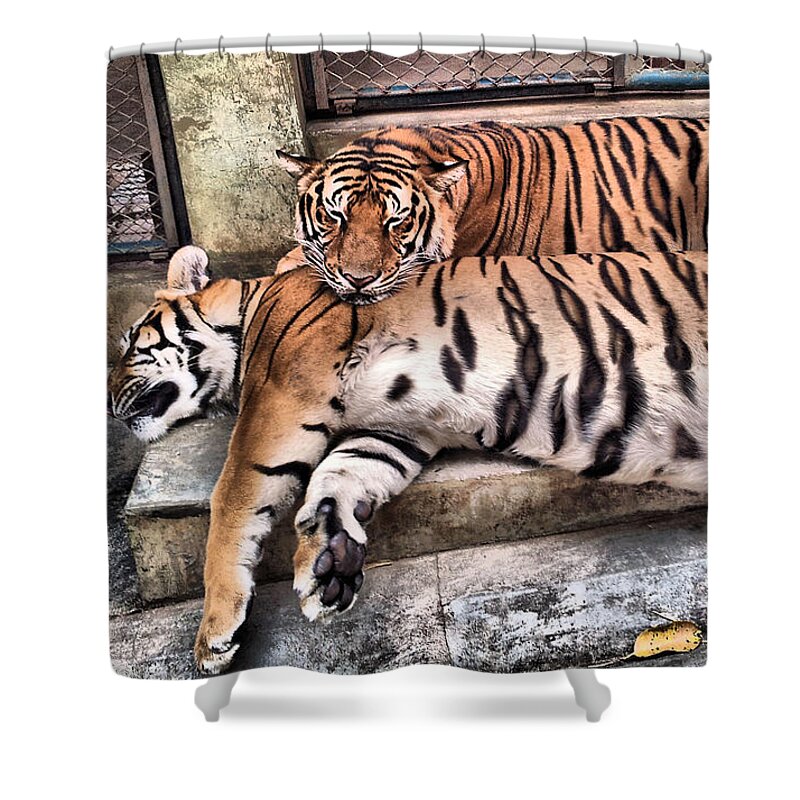 Animal Shower Curtain featuring the photograph Tiger 1 by Michael Blaine