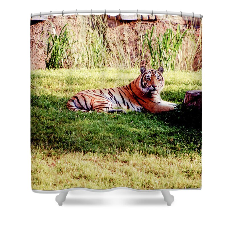 Wildlife Shower Curtain featuring the photograph Tiger At Rest by Rick Redman