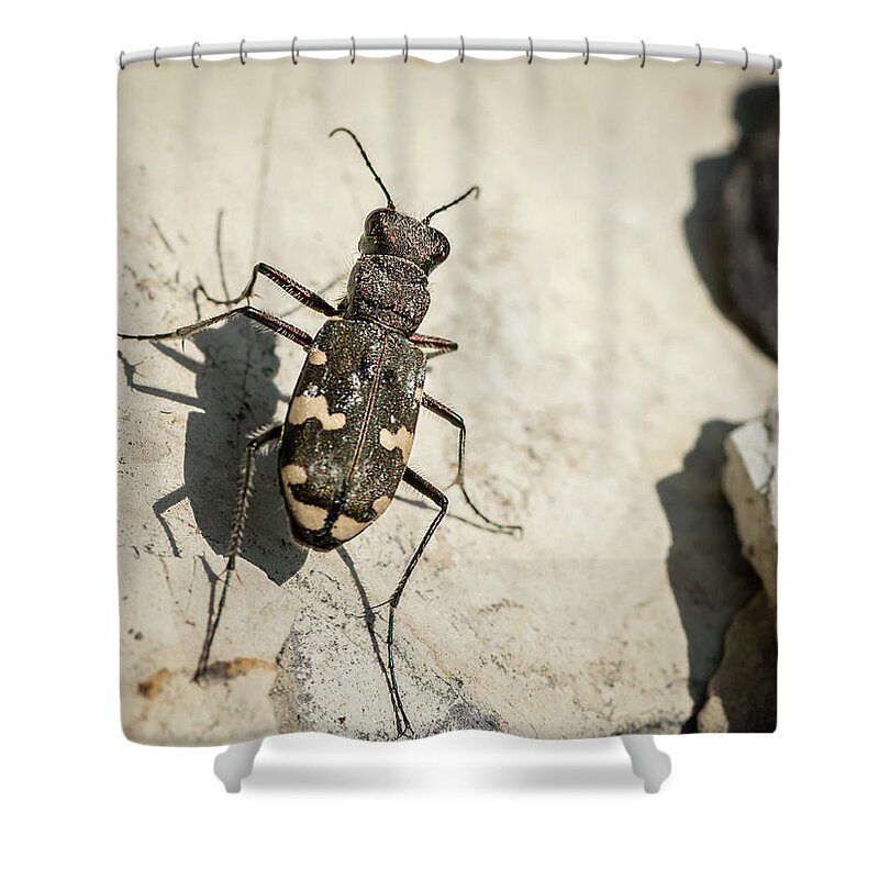 Insect Shower Curtain featuring the photograph Tiger beetle looking for prey on a stone by Stefan Rotter