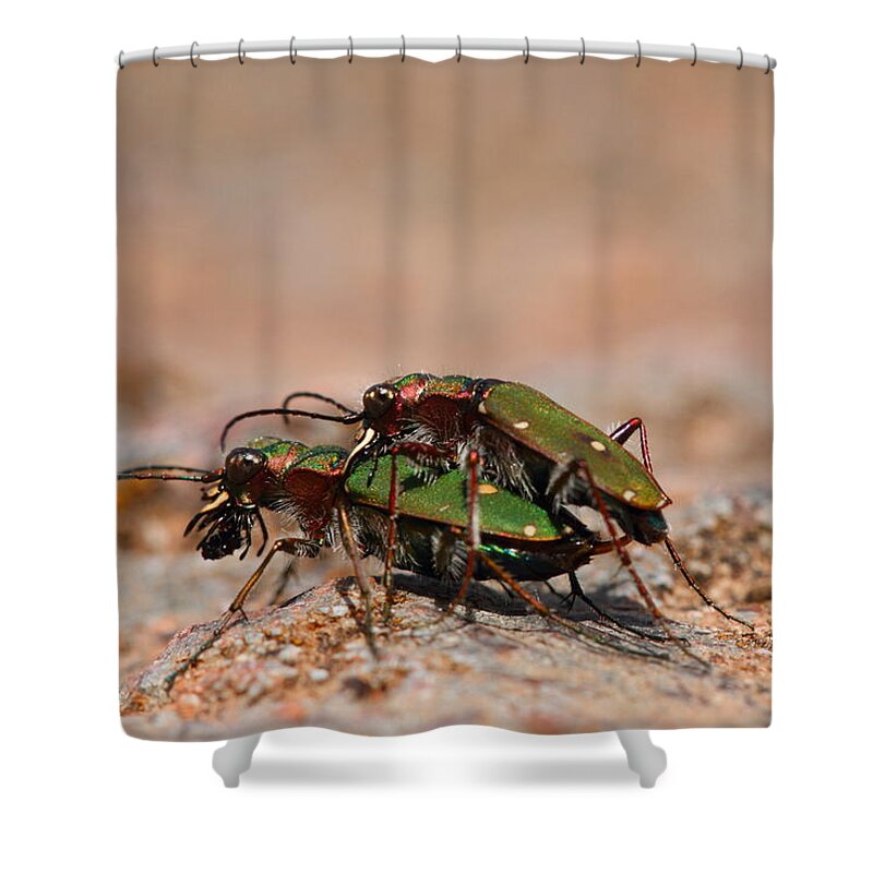 Tiger Shower Curtain featuring the photograph Tiger Beetle by Richard Patmore