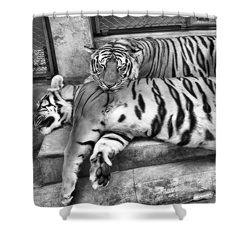 Tiger Shower Curtain featuring the photograph Tiger Black And White by Michael Blaine