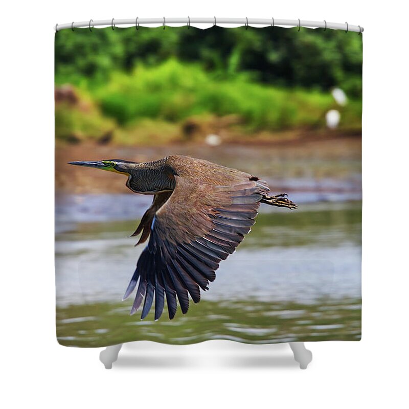 Nature Shower Curtain featuring the photograph Tiger Heron by Arthur Dodd