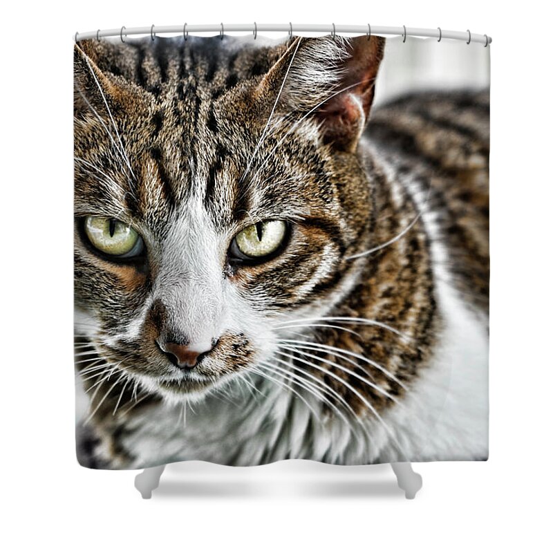 Cat Shower Curtain featuring the photograph Tiger Inside by Sharon Popek