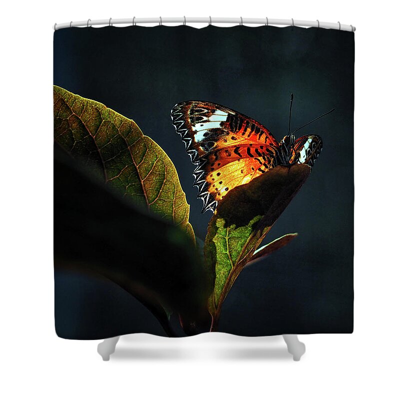Butterfly Shower Curtain featuring the photograph Leopard Lacewing Butterfly In A Sunbeam by Bill Swartwout