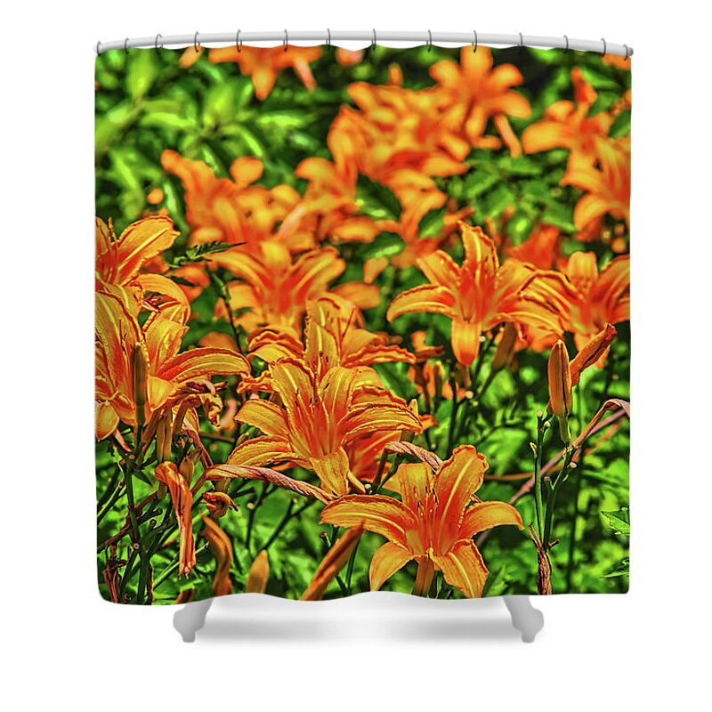 Lilies Shower Curtain featuring the photograph Tiger Lilies by Pat Cook
