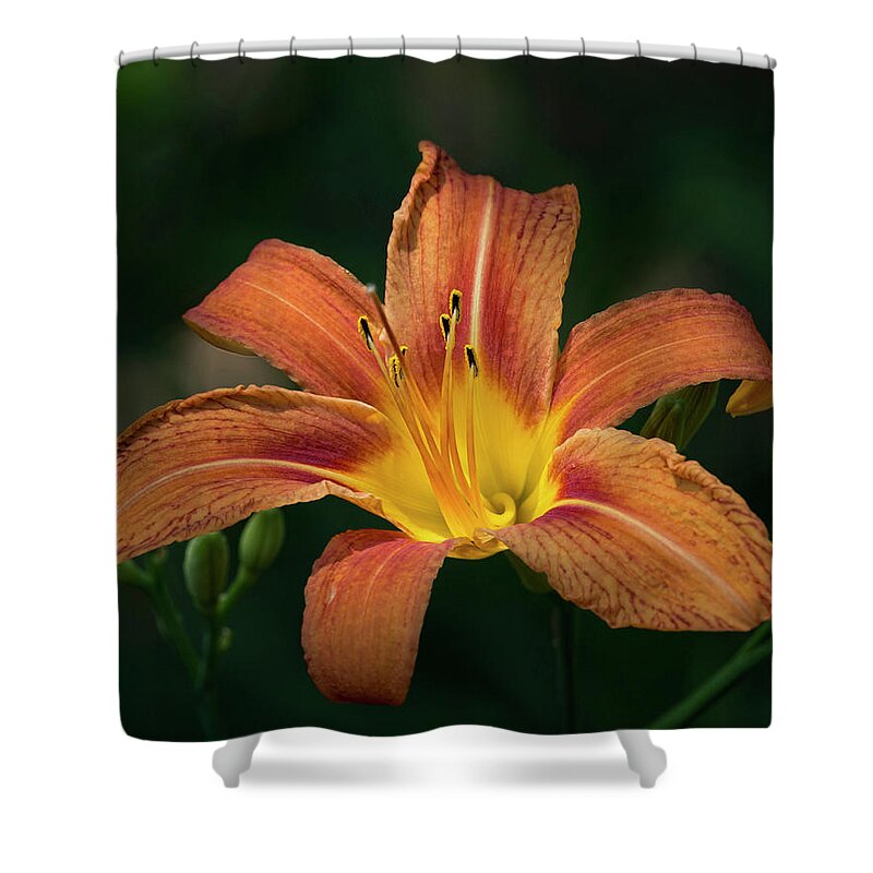 Fauna Shower Curtain featuring the photograph Tiger Lily II by Richard Macquade