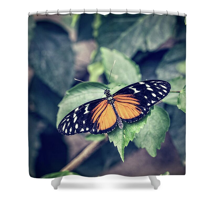 Tiger Shower Curtain featuring the photograph Tiger Longwing Butterfly by Tim Abeln