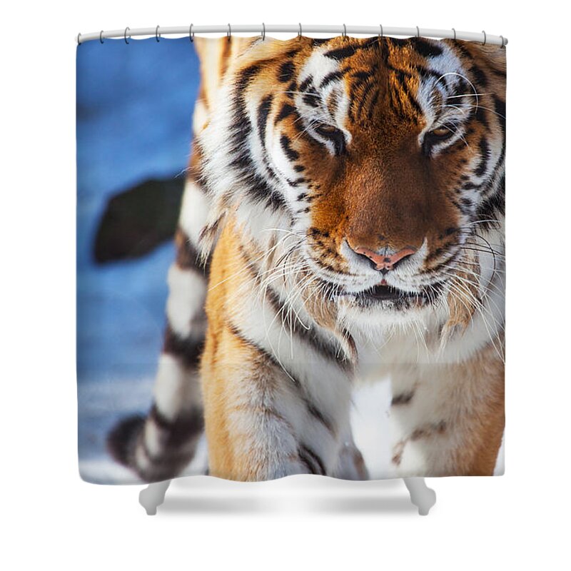 Tiger Strut Shower Curtain featuring the photograph Tiger Strut by Karol Livote
