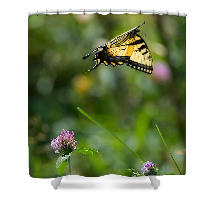 Tiger Swallowtail Butterfly In Flight Shower Curtain featuring the photograph Tiger Swallowtail Butterfly In Flight by Holden The Moment