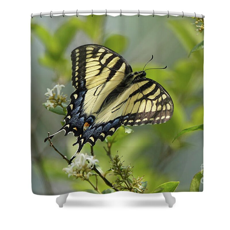 Tiger Swallowtail Butterfly Shower Curtain featuring the photograph Tiger Swallowtail Butterfly in the Privet 2 by Robert E Alter Reflections of Infinity