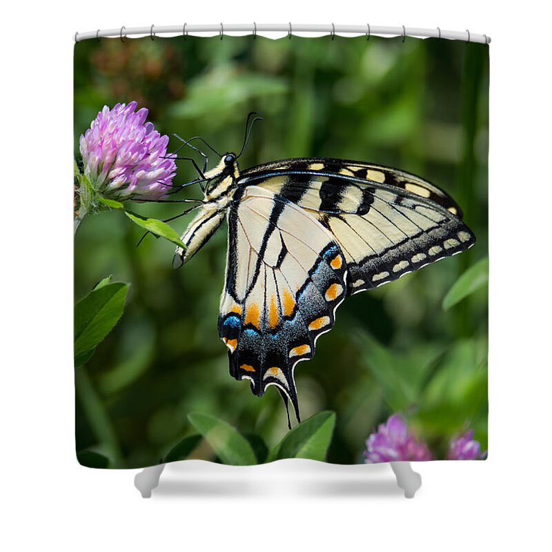 Tiger Swallowtail Butterfly Shower Curtain featuring the photograph Tiger Swallowtail Butterfly by Holden The Moment