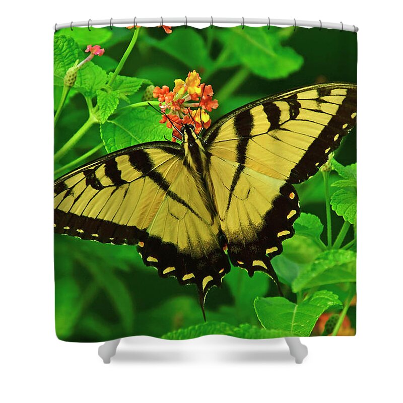 Butterfly Shower Curtain featuring the photograph Tiger Swallowtail Butterfly by Kathy Baccari