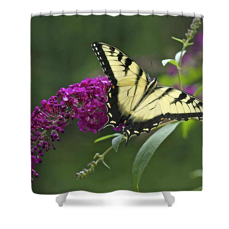 tiger Swallowtail Shower Curtain featuring the photograph Tiger Swallowtail Butterfly - Papilio glaucus by Carol Senske