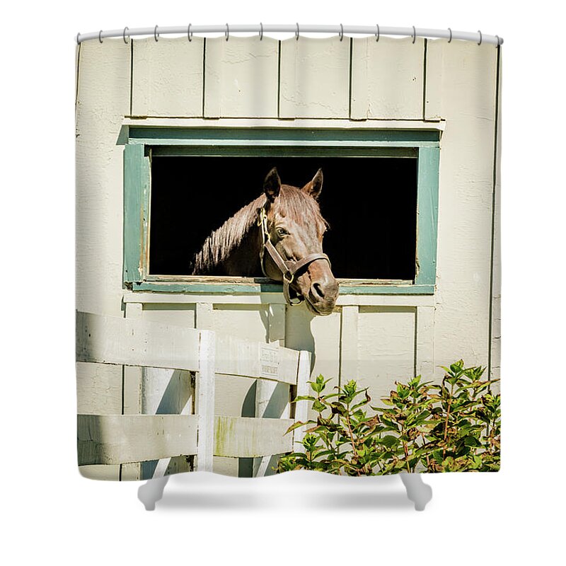 Horse Shower Curtain featuring the photograph Time for a Tan by Pamela Williams