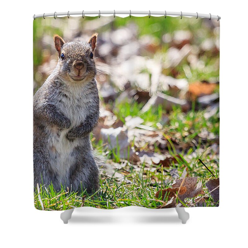 Animal Shower Curtain featuring the photograph Time for dinner? by Joni Eskridge