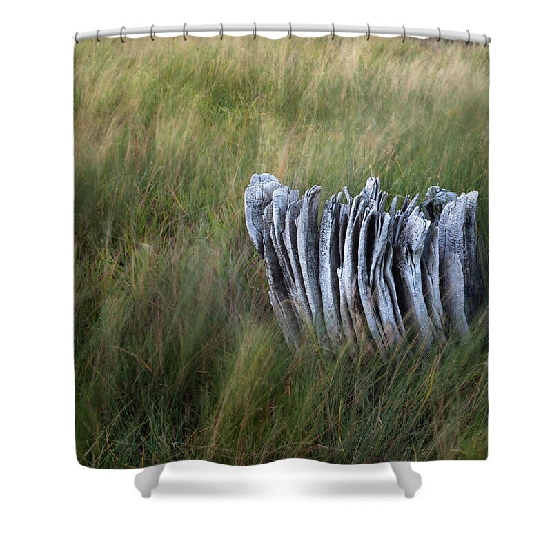 Weathered Stump Shower Curtain featuring the photograph Weathered Stump by Scott Slone