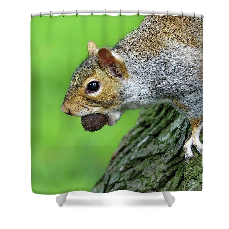 Grey Squirrel Shower Curtain featuring the photograph Time to Lay in Store for the Winter by Lyuba Filatova