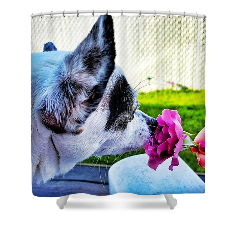 Dog Shower Curtain featuring the photograph Time To Sniff The Roses by Lauren Fitzpatrick